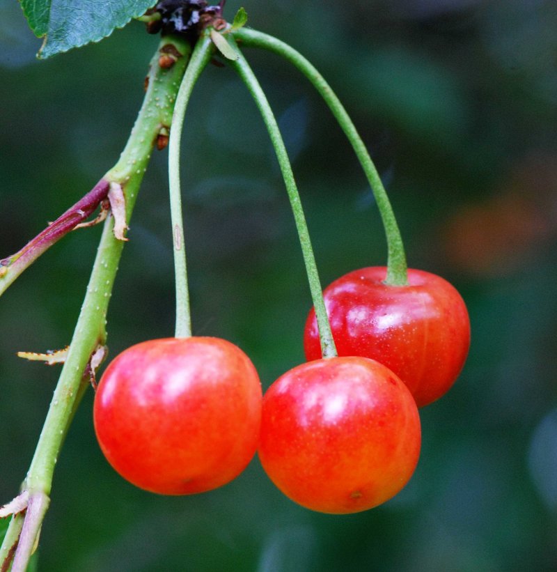 Sour 'Griotte De Montmorency' Cherry