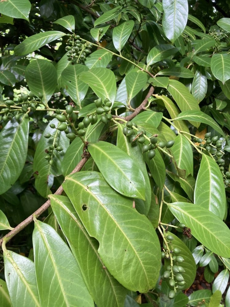 Common Laurel