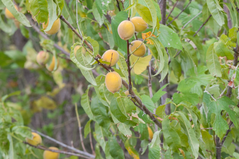 Peach Tree