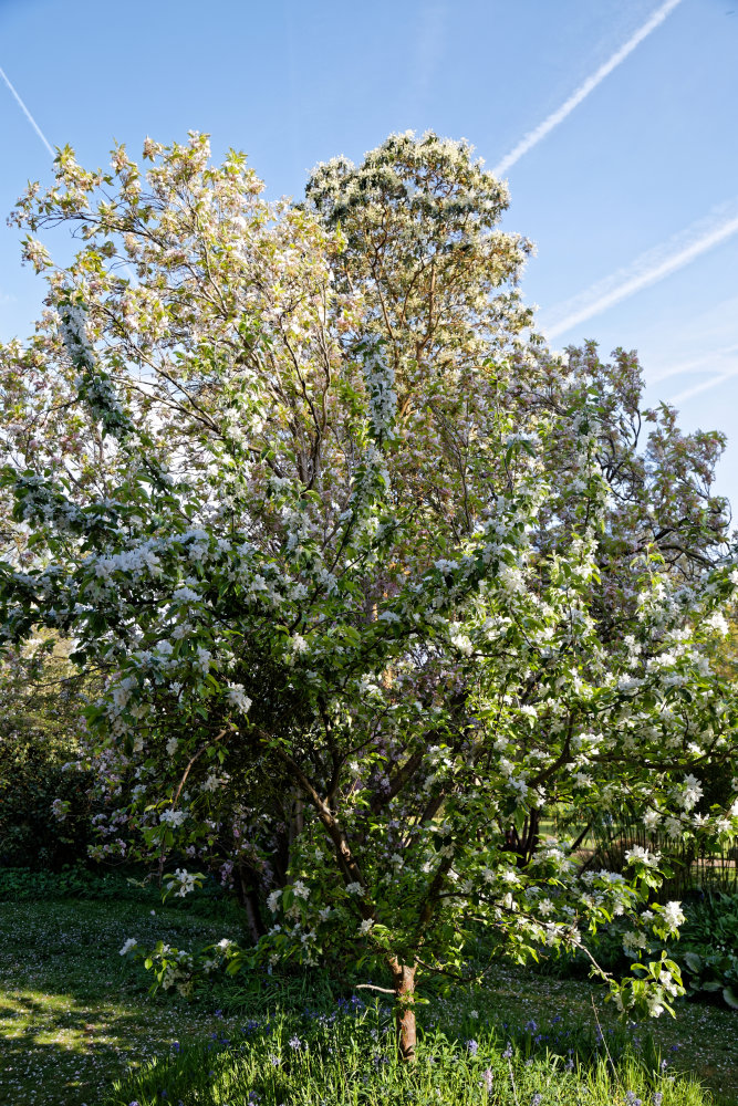 Oriental cherry with columnar shape 'amanogawa'
