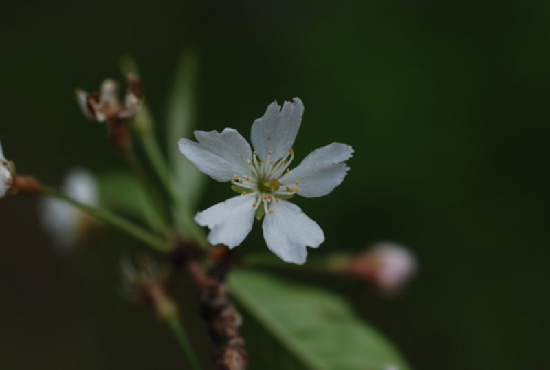 single pink weeping cherry