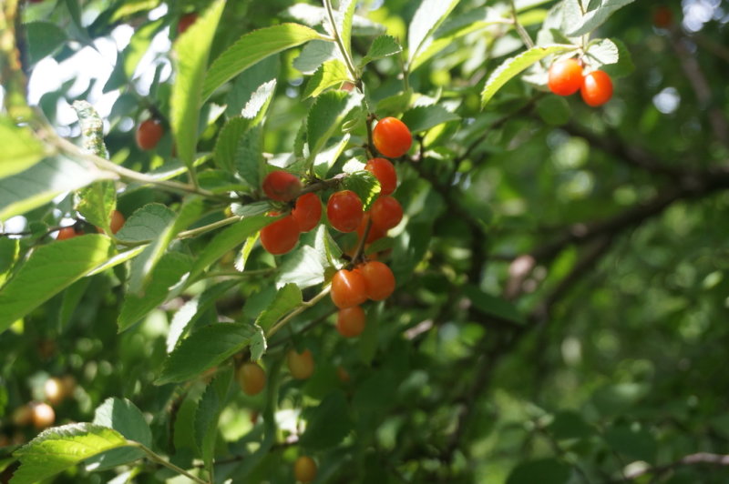 Nanking Red Fruits Cherry Tree