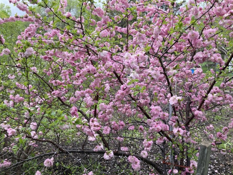 Flowering Almond Flowering Plum