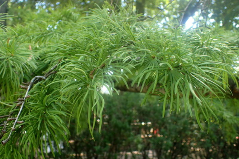 golden larch