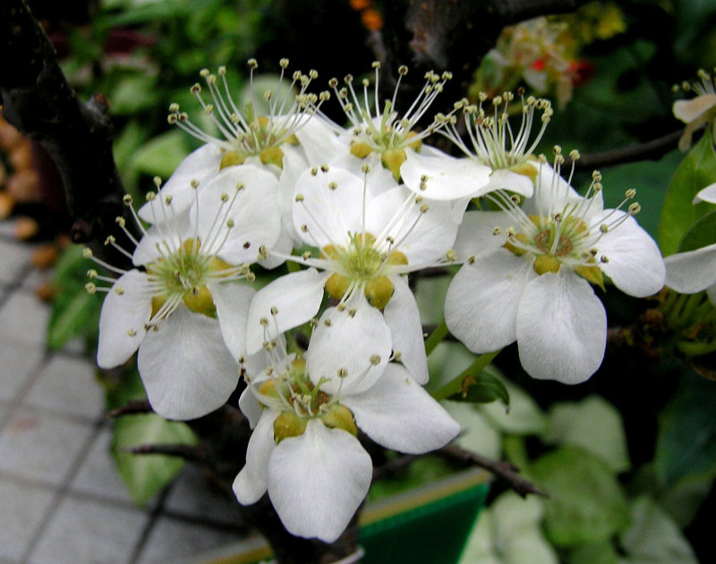 Pear tree 'Doyenne du Comice'