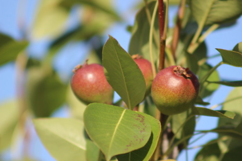 European Pear Common Pear