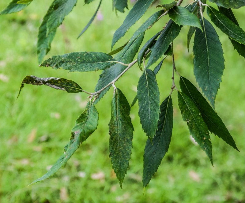 Woolly-Leaved Oak