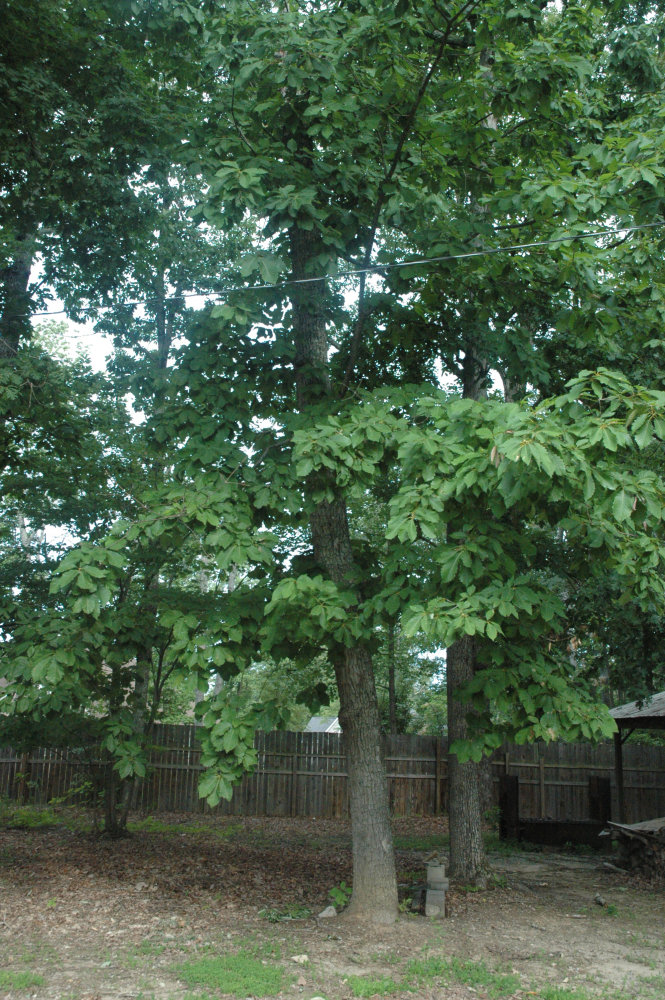 Chestnut Oak