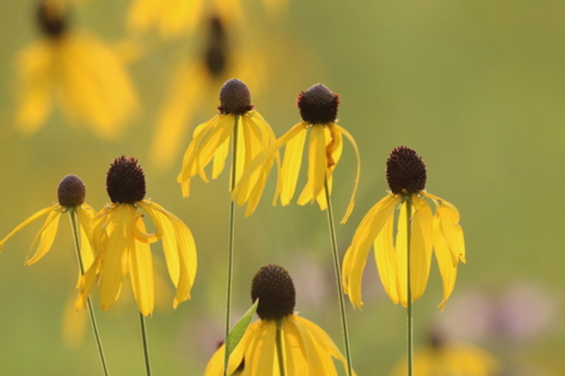 pinnate prairie coneflower