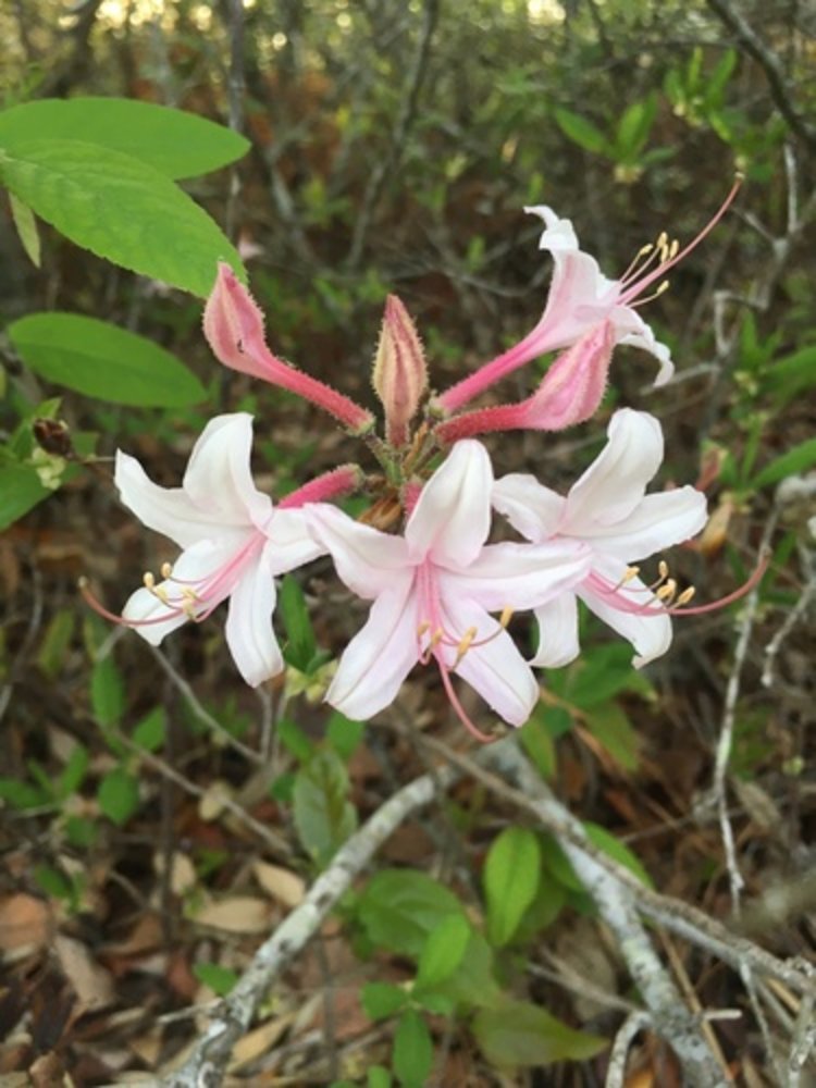 coastal azalea
