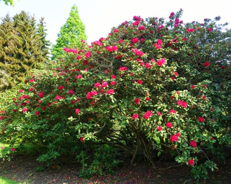 Lord Roberts Rhododendron Red