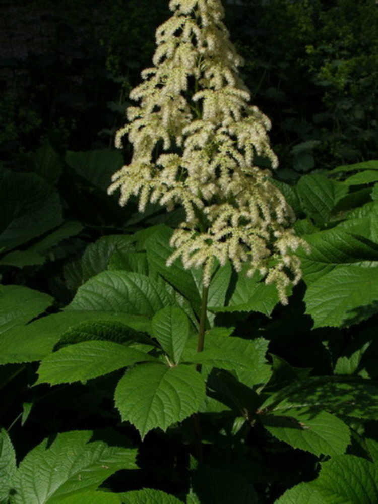 chestnut-leaved rodgersia