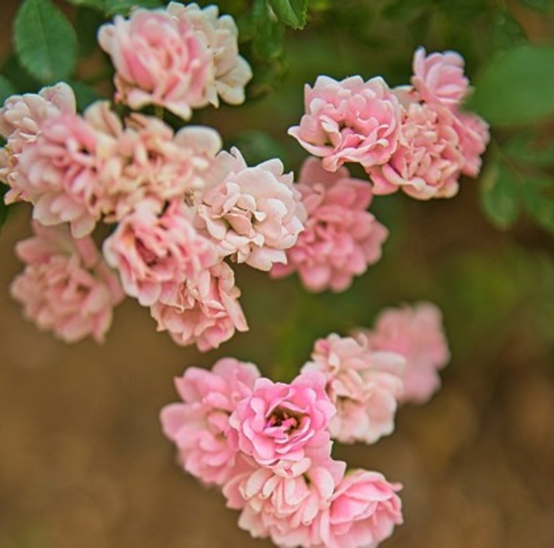 Rose Lady Banks' Rosea
