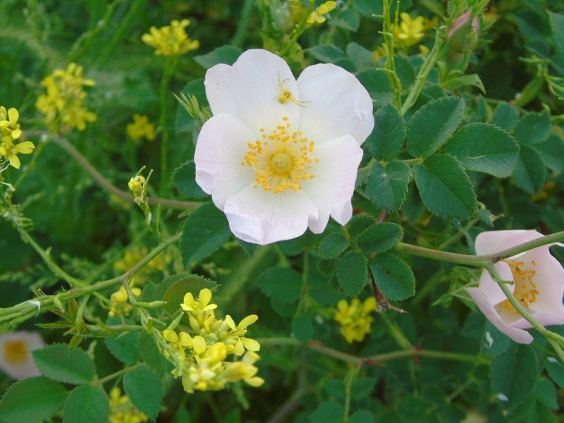 Dog Rose