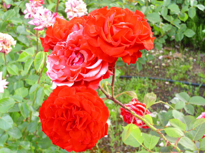 Rose 'Coluche'