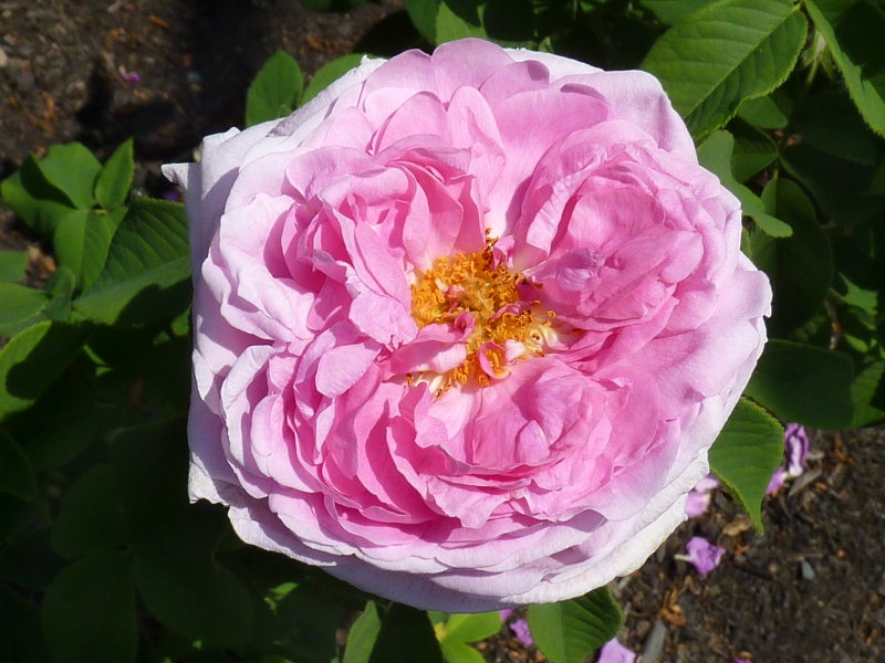 Rose 'Comte de Chambord'