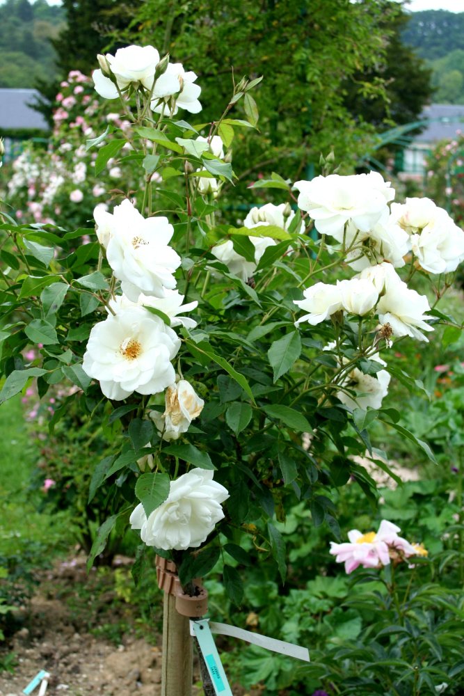 Rose 'Iceberg'