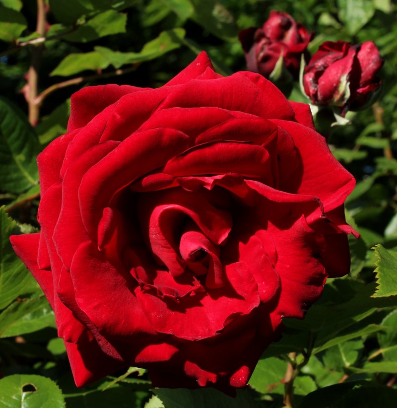 Rose 'Ingrid Bergman'