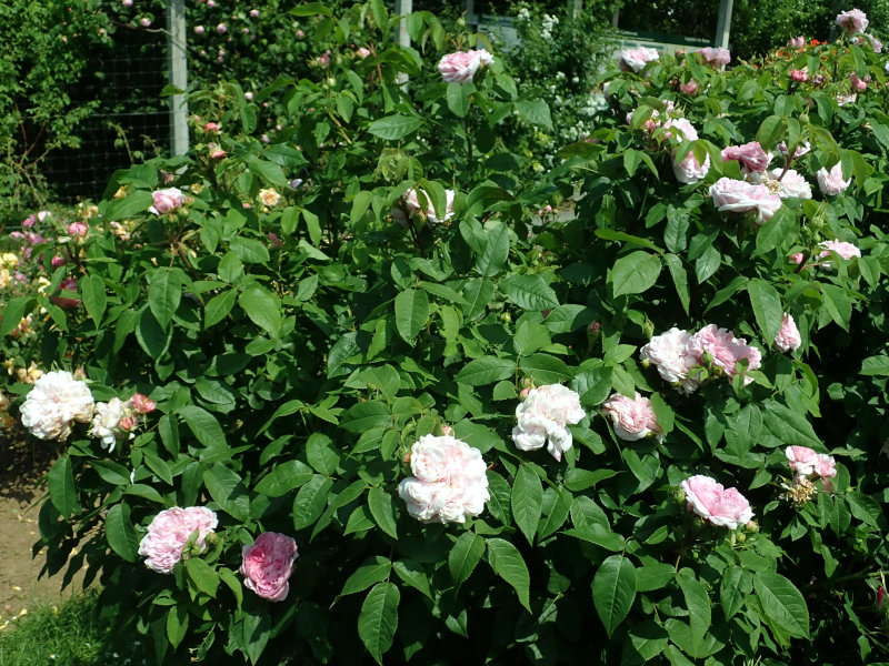 Rose 'Jacques Cartier'