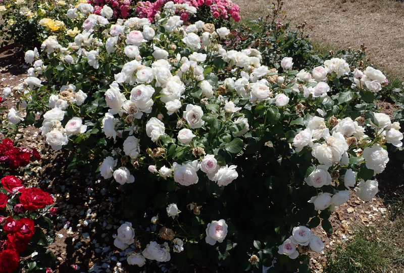 Rose 'La Belle de Rouet'