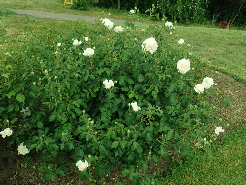 Rose 'Lichfield Angel'