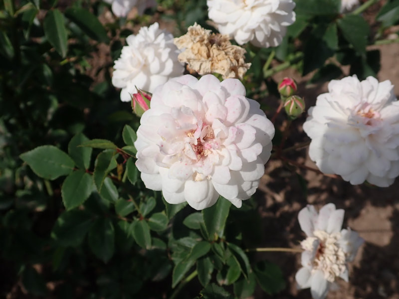 Landscape Rose bush Little White Pet