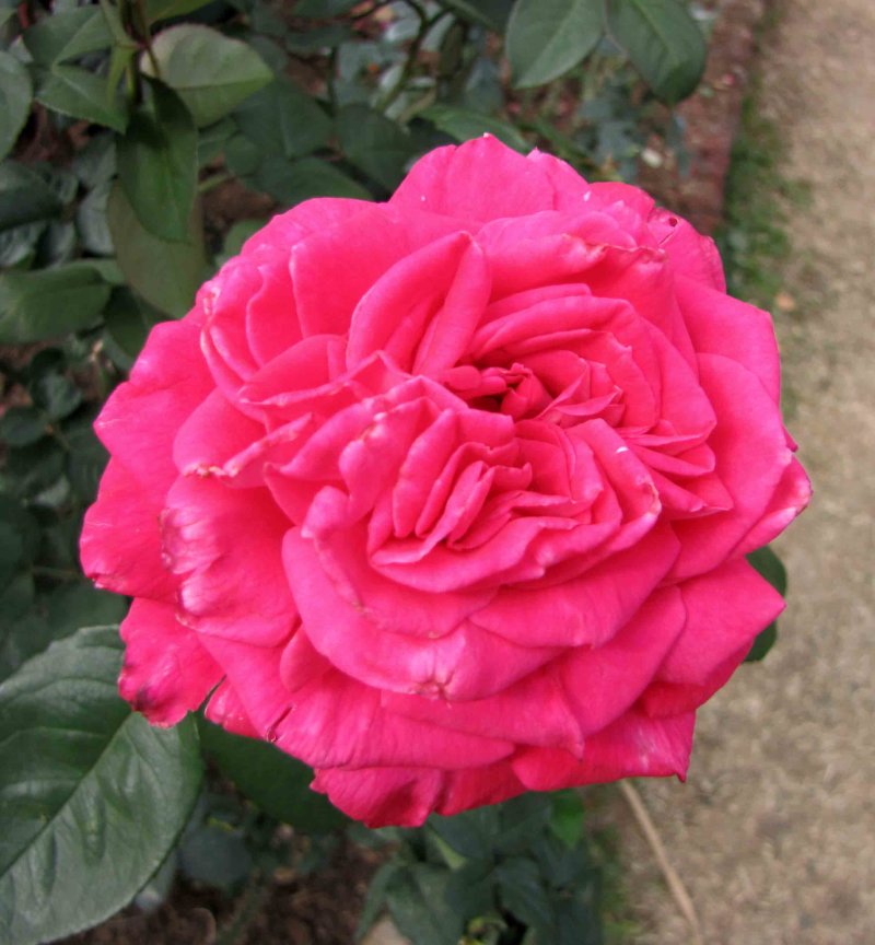 Rose 'Lolita Lempicka'