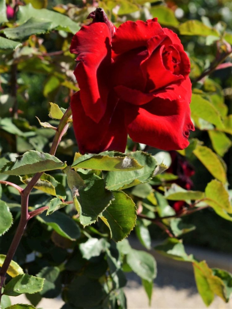 Rose 'Marcel Pagnol'