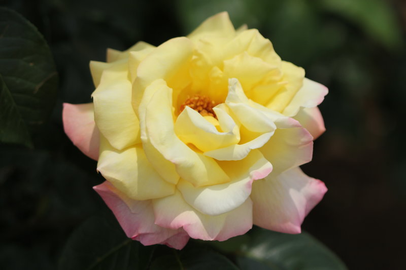 Rose 'Peace' Rose 'Mme A. Meilland'