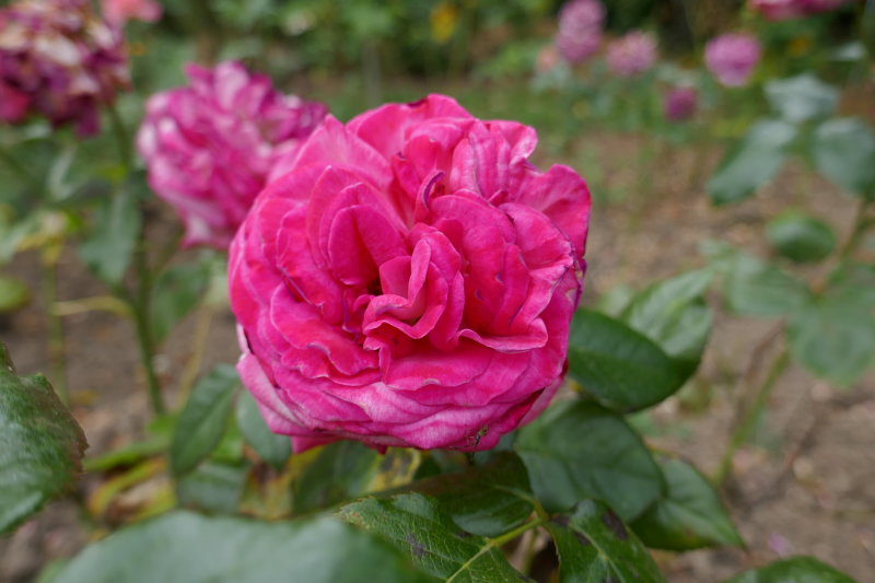 Rose 'Pascal Sevran'