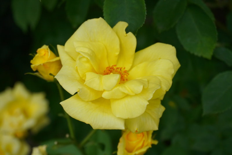 Rose 'Rimosa'