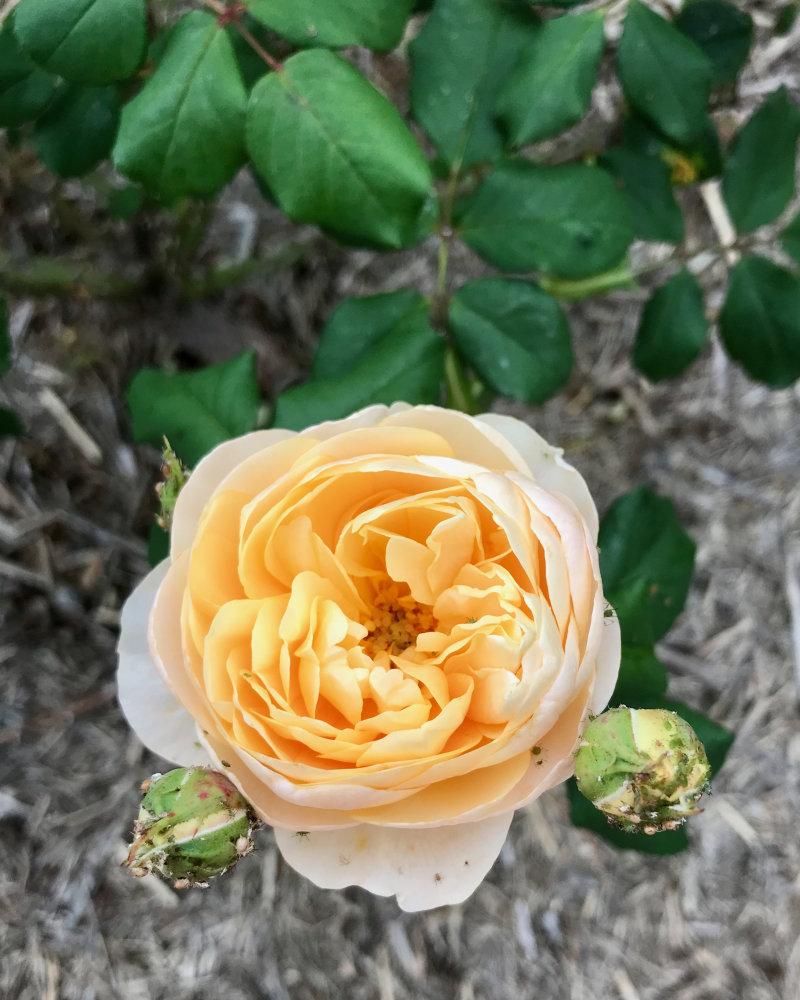 Rose 'Roald Dahl'