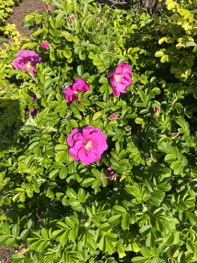 Rose rugosa
