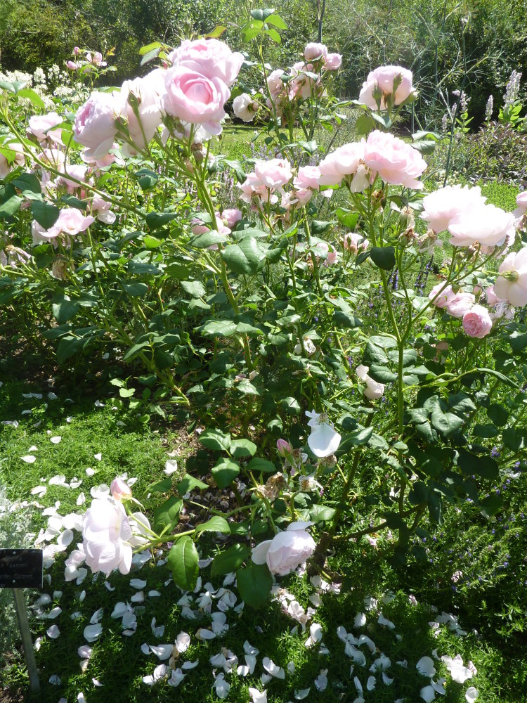 'Scepter'D Isle' Rose