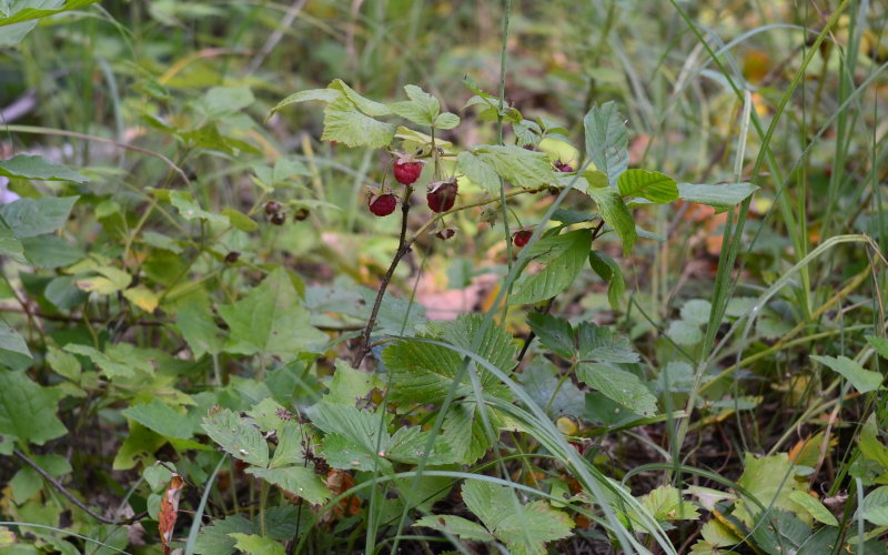 Raspberry 'Heritage'