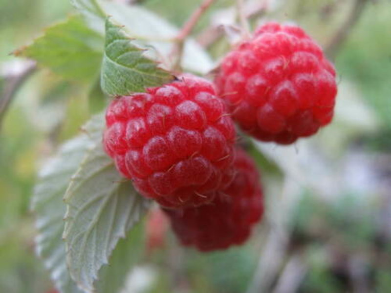 Raspberry 'Paris'
