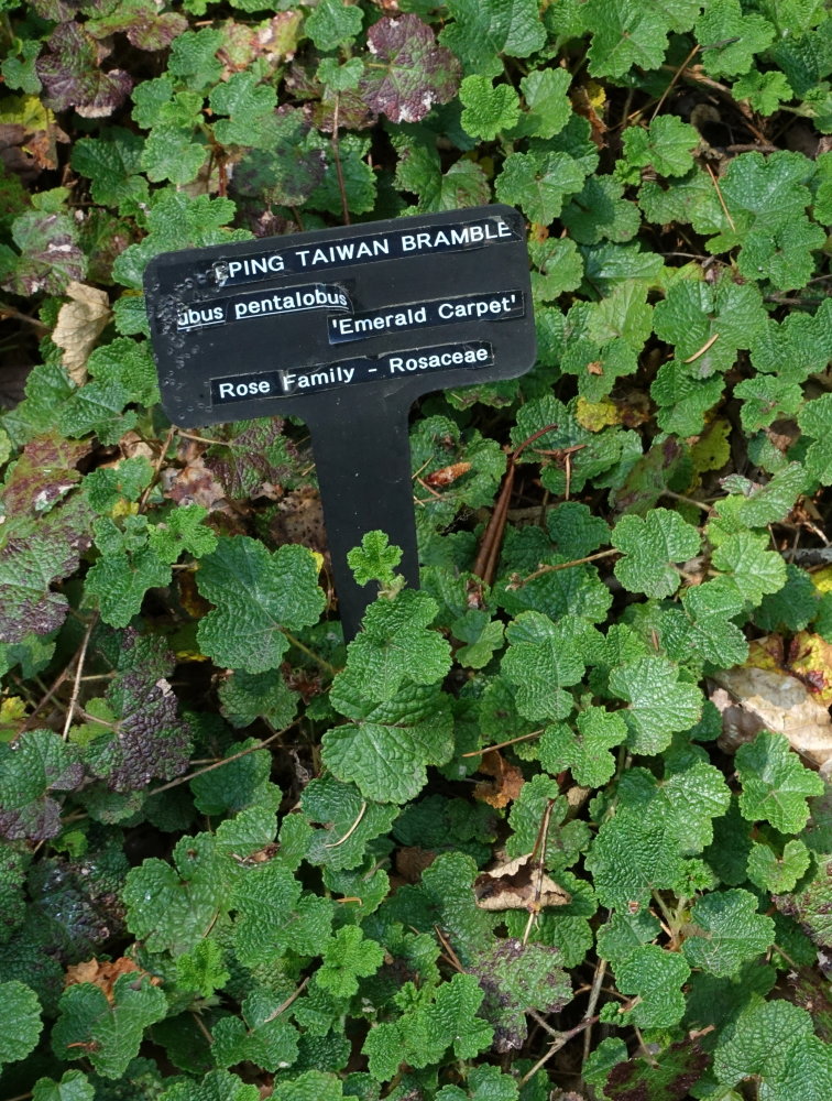 Raspberry Orange Creeping