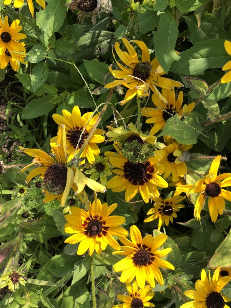Black-Eyed Susan