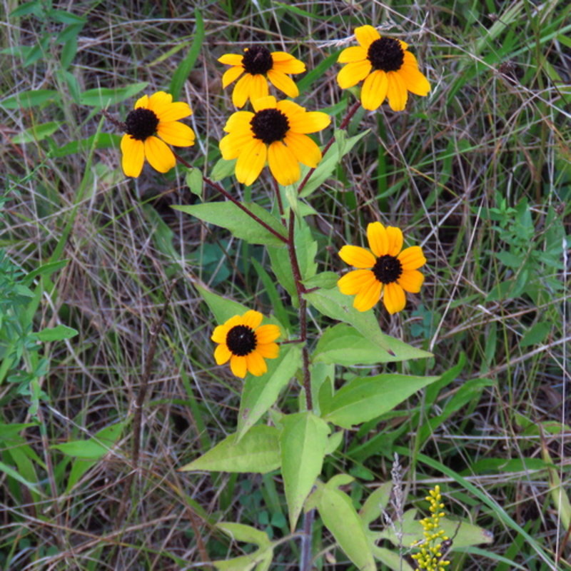 brown-eyed Susan