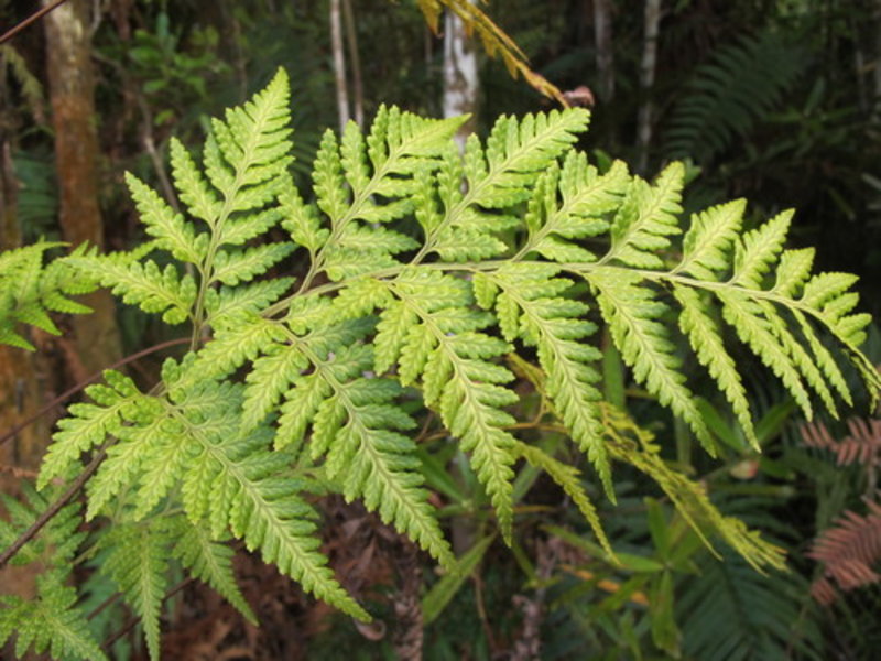 leather fern
