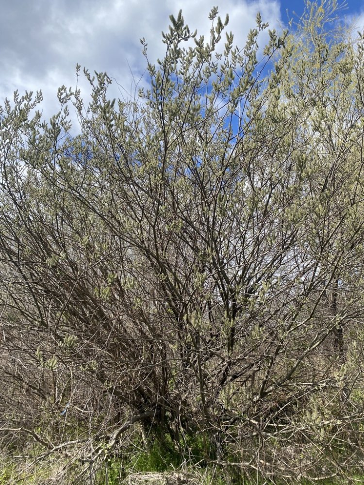 Grey Willow
