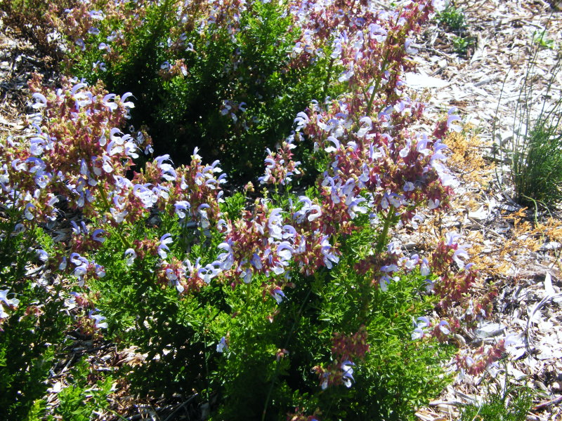 Salvia chamelaeagnea