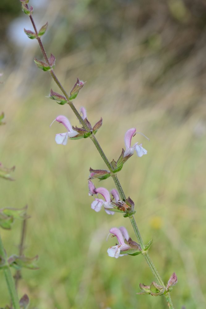 Salvia eigii