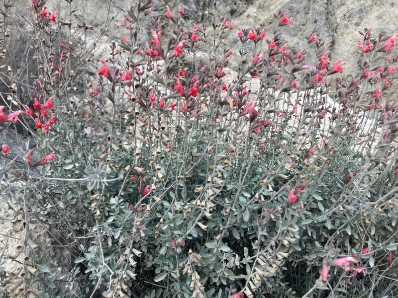 Bicolour Sage