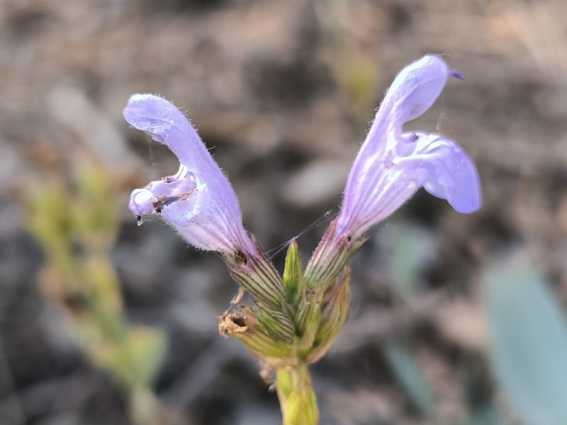 Purple Sage