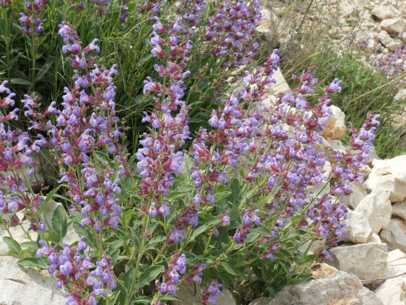 Common Sage