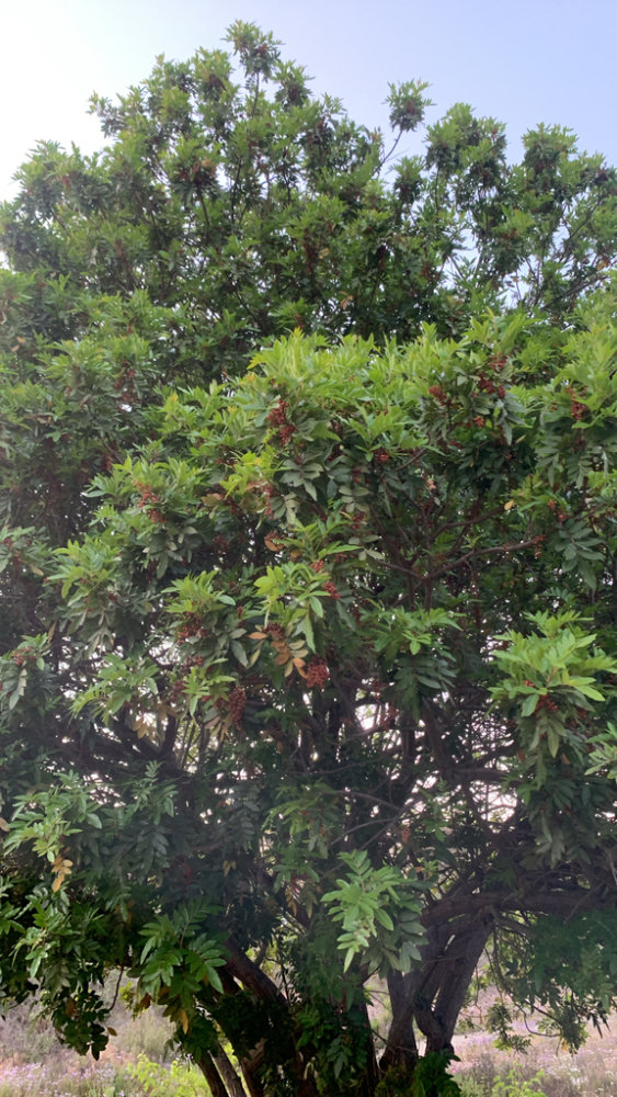 Brazilian Pepper Tree