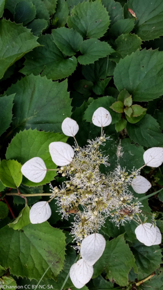 pink Japanese hydrangea vine