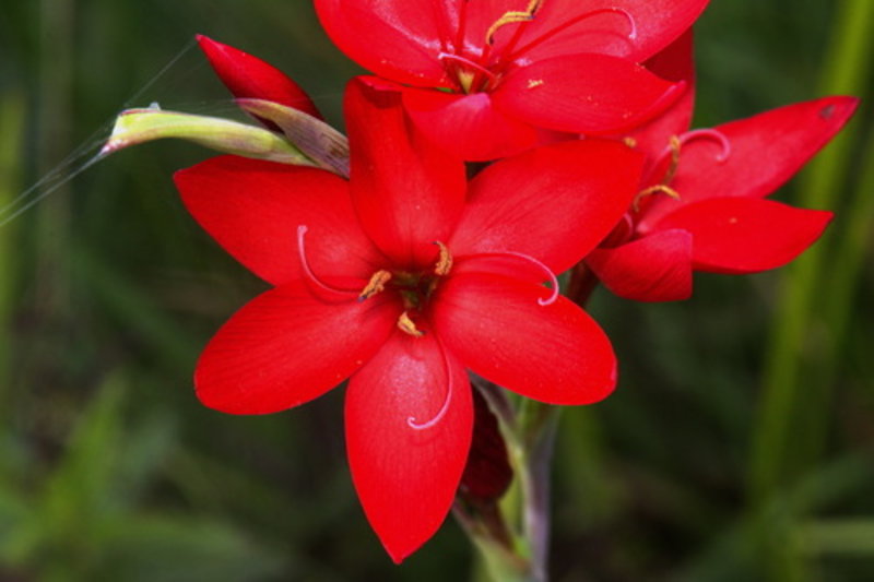 crimson flag lily