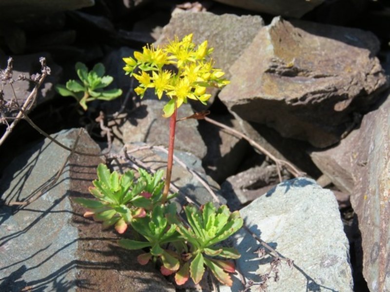 hybrid stonecrop 'Herbstfreude'